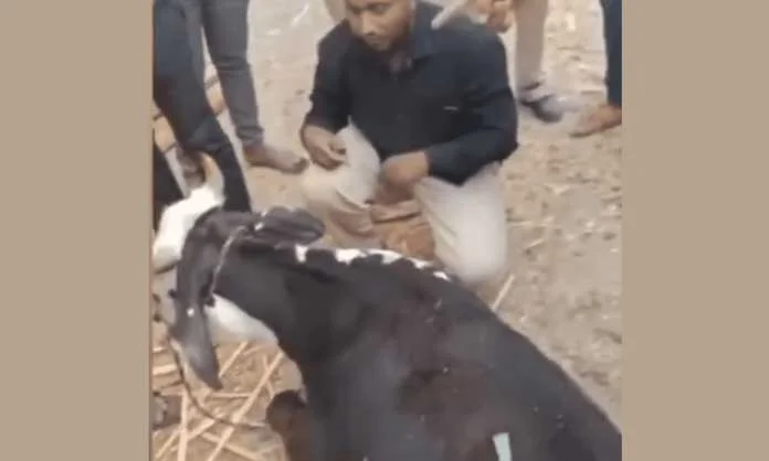 muslim-cow-780x470-1-696x418