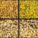 dry-fruits-exported-from-afganistan