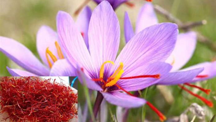 afgan-safron
