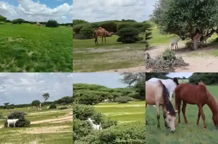 Somalia_২০২৫_০৫২৯_১০৪০১০ copy