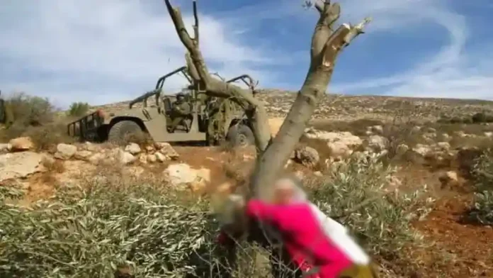 ফিলিস্তিনিদের সংস্কৃতির প্রতীক জলপাই গাছ উপড়ে ফেলছে ইদখলদার সরায়েল-3 copy