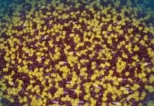 ৫০ হাজার মাদক ট্যাবলেট জব্দ করেছে ইমারতে ইসলামিয়ার কাবুল পুলিশ বিভাগ