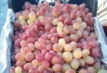 আফগানিস্তানের কান্দাহার প্রদেশ হতে আঙ্গুর রপ্তানি বেড়েছে ৪৪ শতাংশ