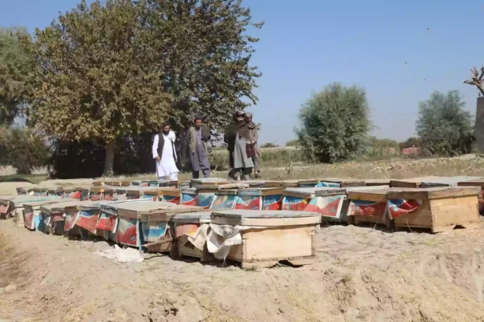 ইমারতে ইসলামিয়ার হেলমন্দ প্রদেশে এ বছর ৩৫ টন মধু উৎপাদন 2-2