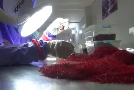 $30 Million Worth of Saffron Exported from Herat in Past Eight Months copy
