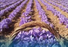 নয় মাসে ৩ কোটি ৩০ লাখ ডলারের জাফরান রপ্তানি করেছে ইমারাতে ইসলামিয়া