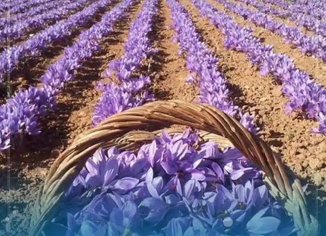 Screenshot_2025-12-10-12-22-47-74 copy