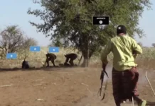 মোগাদিশু এবং বাইদোয়া শহরে শাবাব মুজাহিদদের পৃথক অভিযানে অন্তত ১৩ শত্রু সেনা হতাহত