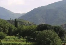 দেশব্যাপী বন রক্ষা ও বৃক্ষনিধন রোধে ব্যাপক পদক্ষেপ নিয়েছে ইমারাতে ইসলামিয়া