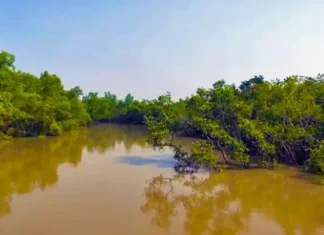 জলদস্যু ‘ডন বাহিনী’ পরিচয়ে সুন্দরবনে থেকে ৭ জেলেকে অপহরণ