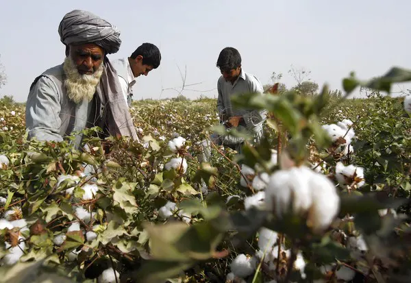 Afghanistan's Cotton copy