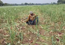 রাজবাড়িতে আবাদি পেঁয়াজ ক্ষেত নষ্ট করে দিচ্ছে দুর্বৃত্তরা