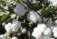 চলতি বছরে ৮৬ মিলিয়ন আফগানি মূল্যের তুলা রপ্তানি করেছে ইমারাতে ইসলামিয়া