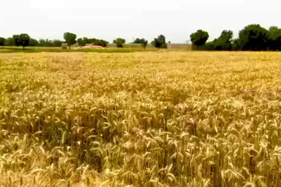 গম উৎপাদন