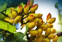 আফগানিস্তানের হেরাত প্রদেশে ২,৫০০ হেক্টর জমিতে পেস্তা গাছ রোপণ