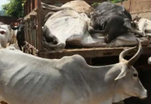 মহারাষ্ট্রে মুসলিমের কাছে গরু বিক্রির সন্দেহে এক দলিত ব্যক্তিকে মারধর ও গোবর খাওয়ানোর অভিযোগ