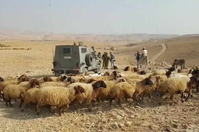 Israeli occupiers attack Palestinian homes, injure family, steal sheep in Nablus copy